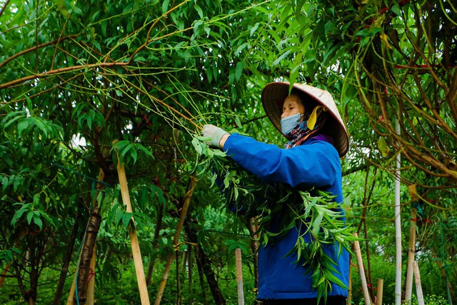 Làng đào Nhật Tân tất bật vào mùa tuốt lá- Ảnh 6.