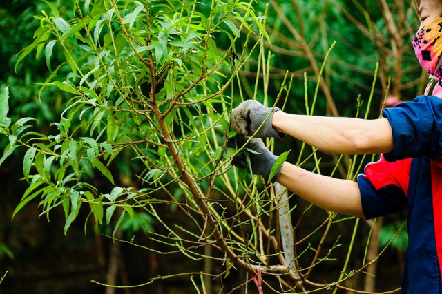 Làng đào Nhật Tân tất bật vào mùa tuốt lá- Ảnh 9.