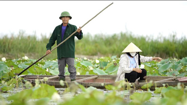 Hằng ngày, vợ chồng ông Nguyễn Công Xuân chèo xuồng qua lại trên phá Hạc Hải để bảo vệ và nuôi dưỡng chim trời