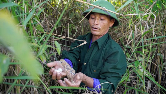 Ông Nguyễn Công Xuân bên một tổ chim ở phá Hạc Hải