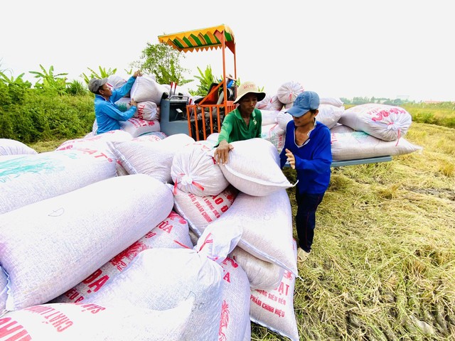 Giá gạo tăng sẽ góp phần tăng lợi nhuận sản xuất lúa của nông dân tại đồng bằng sông Cửu LongẢnh: NGỌC TRINH