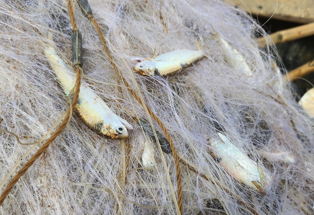 Ngư dân Sầm Sơn vào mùa cá khoai, thu tiền triệu mỗi ngày- Ảnh 4.