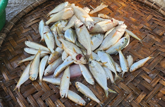 Ngư dân Sầm Sơn vào mùa cá khoai, thu tiền triệu mỗi ngày- Ảnh 11.