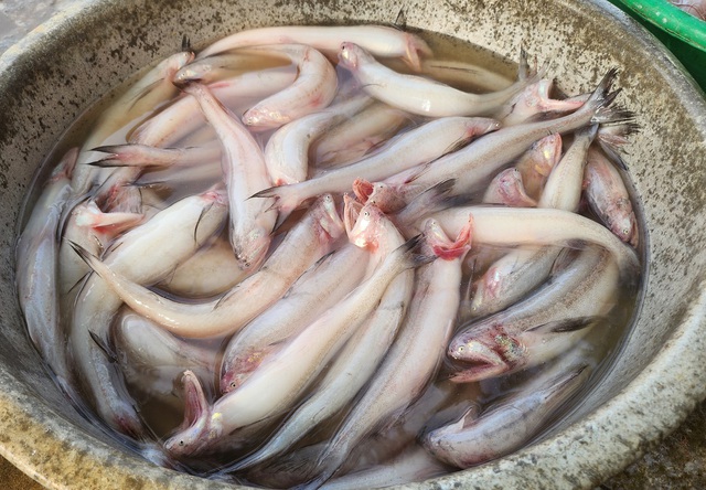 Ngư dân Sầm Sơn vào mùa cá khoai, thu tiền triệu mỗi ngày- Ảnh 9.