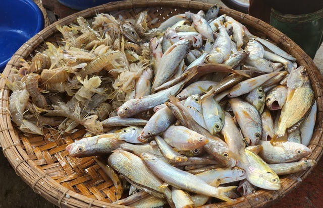 Ngư dân Sầm Sơn vào mùa cá khoai, thu tiền triệu mỗi ngày- Ảnh 10.