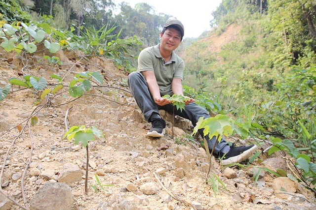 Sau 2 năm trồng, chăm sóc, cây trẩu đã phát triển trên vùng đất rừng sạt lở