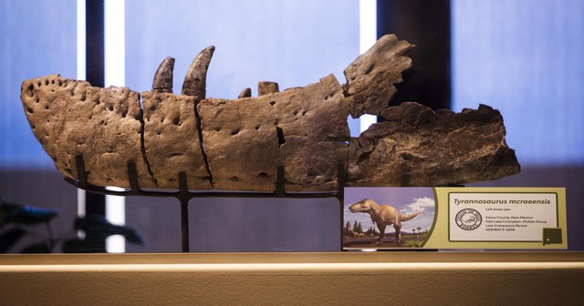 Mỹ: Xuất hiện "vua quái vật" dài 12 m, nguy hiểm hơn T-rex- Ảnh 1.