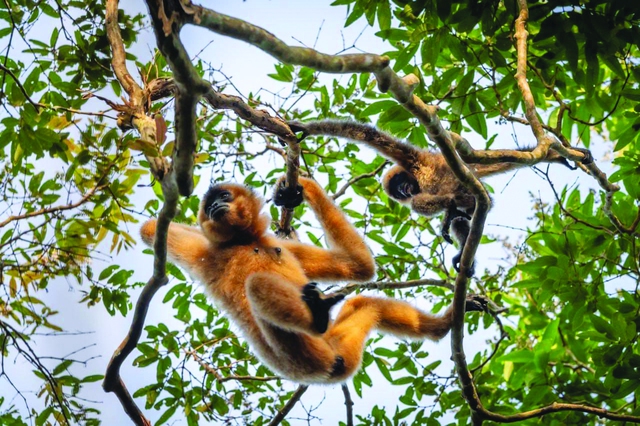 VQG Cát Tiên tham gia Danh lục Xanh: Cơ hội bảo vệ rừng và động vật hoang dã tốt hơn- Ảnh 4.