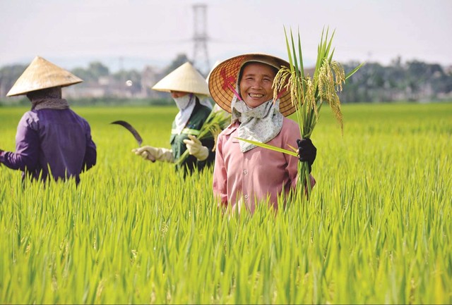 Quảng Bình bất ngờ xin rút khỏi danh sách đề nghị hỗ trợ gạo cứu đói- Ảnh 1.
