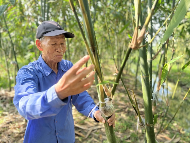 Nhờ trồng tre tứ quý, những người lớn tuổi như ông Nguyễn Văn Giao có cuộc sống ổn định hơn