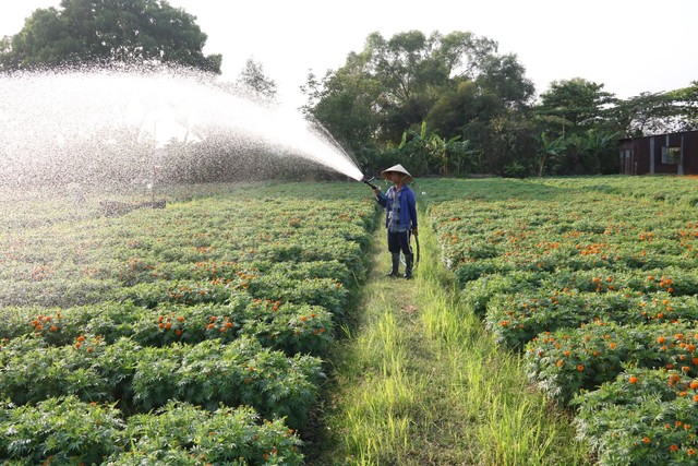 Nhà vườn ở làng hoa Tân Ba, TP Tân Uyên, tỉnh Bình Dương chăm sóc hoa Tết Ảnh: NGUYÊN THẢO
