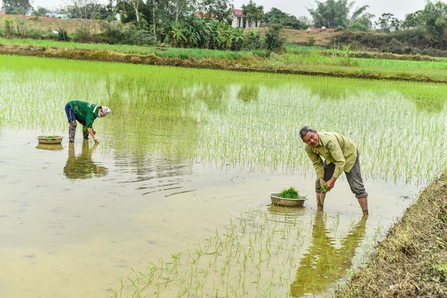 Bình yên cảnh nông dân cấy lúa trong thành cổ trên 600 năm tuổi- Ảnh 6.