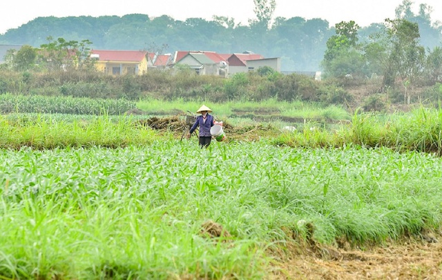 Bình yên cảnh nông dân cấy lúa trong thành cổ trên 600 năm tuổi- Ảnh 8.