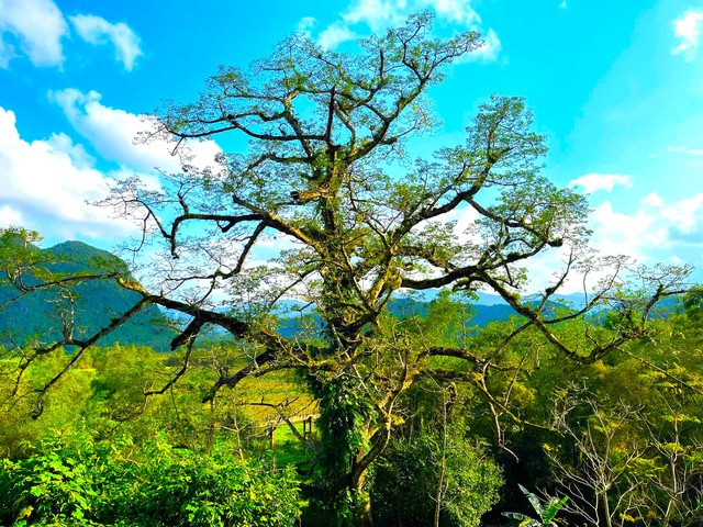 Cây gạo hơn 500 tuổi - cây di sản đầu tiên của Quảng Bình có gì đặc biệt?- Ảnh 1.