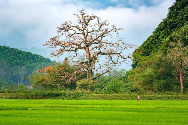 Cây gạo hơn 500 tuổi - cây di sản đầu tiên của Quảng Bình có gì đặc biệt?- Ảnh 2.