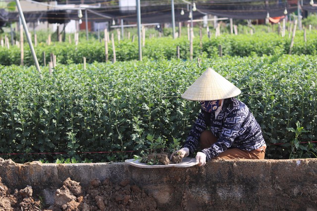 Làng hoa lớn nhất Thanh Hóa tất bật vào vụ Tết- Ảnh 4.