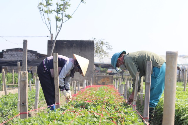 Làng hoa lớn nhất Thanh Hóa tất bật vào vụ Tết- Ảnh 10.