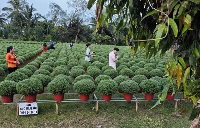 Miu Lê, Long Chun và hàng chục Tiktoker livestream bán hàng tại vựa hoa lớn nhất miền Tây- Ảnh 2.