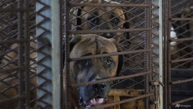 Chó tại một trại nuôi lấy thịt ở TP Pyeongtaek, phía Nam thủ đô Seoul, ngày 27-6-2023. Ảnh: AP
