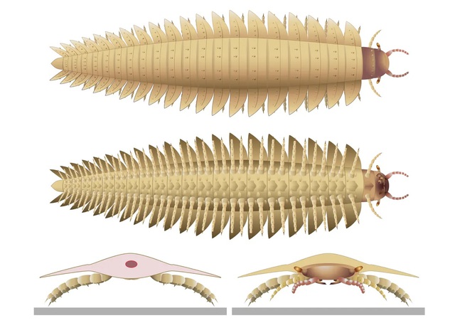 Hãi hùng "rết quái vật" 300 triệu năm to như ô tô- Ảnh 2.