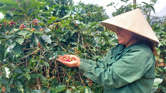 Hàng trăm hộ dân tham gia sản xuất cà phê sinh thái, cải thiện rừng- Ảnh 2.