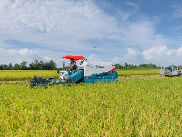 Thu hoạch trên diện tích thí điểm thực hiện Đề án 1 triệu ha lúa tại Sóc Trăng