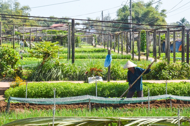 Làng trồng rau của Việt Nam nhận giải thưởng thế giới- Ảnh 3.