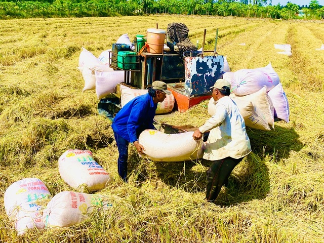 Doanh nghiệp gạo phải 