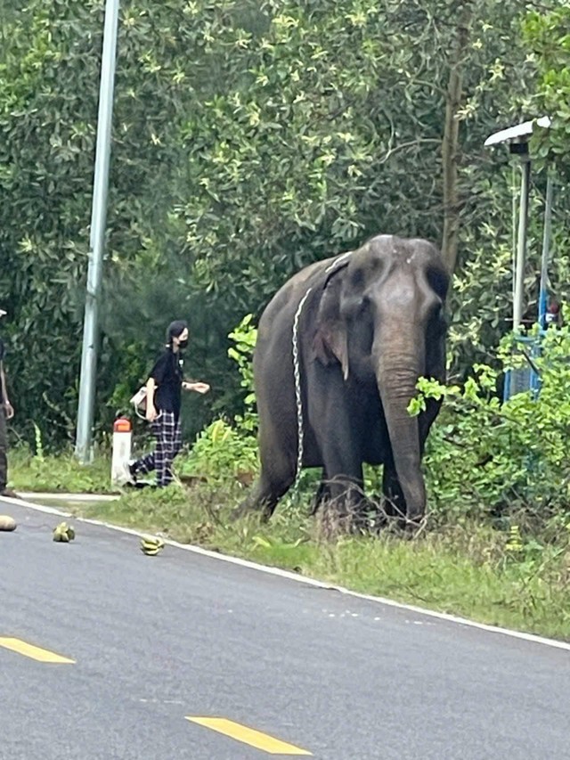 Bất ngờ phát hiện voi đi lang thang ngoài đường ở Quảng Nam- Ảnh 1.