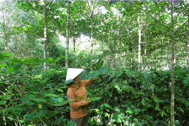 Canh tác cà phê theo mô hình nông - lâm kết hợp ở xã Hướng Phùng, huyện Hướng Hóa, tỉnh Quảng Trị