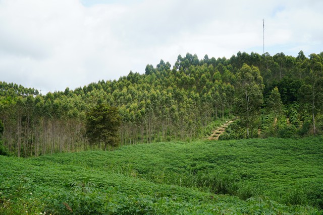 Thoát nghèo nhờ trồng rừng- Ảnh 1.