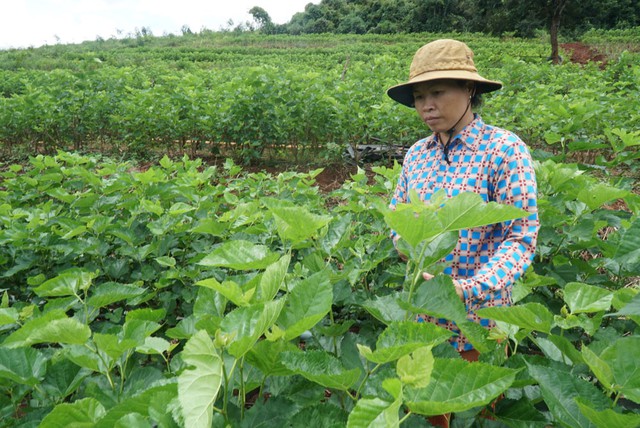 Việc trồng dâu nuôi tằm đã mang lại thu nhập cao cho người dân huyện Đắk Hà