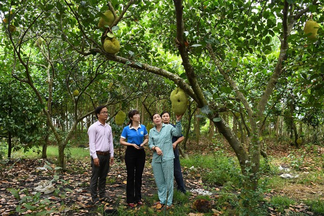 Nhờ nguồn vốn vay từ ngân hàng chính sách xã hội, chị Hồng đã mua phân bón, đầu tư vào vườn mít giúp mỗi năm thu nhập hàng chục triệu đồng