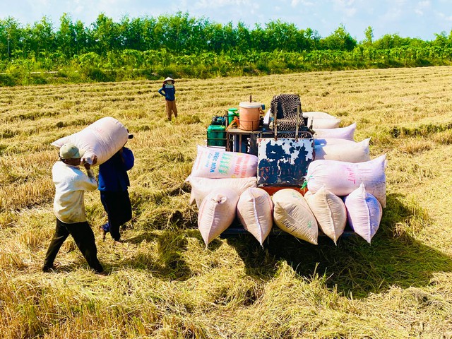 Giá lúa gạo đang tăng cao vào những tháng cuối năm nên nông dân rất phấn khởi. Ảnh: LÊ HOÀNG VŨ