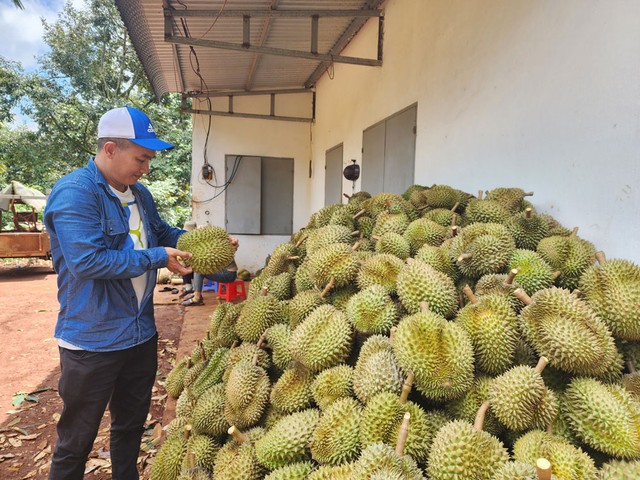 Sầu riêng xuất khẩu với giá cao mang lại cuộc sống ấm no cho người dân Tây Nguyên. Ảnh: CAO NGUYÊN