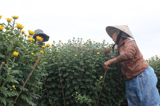 Về sông Vệ, nghe chuyện trồng hoa- Ảnh 4.