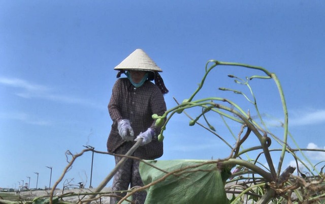 Bà Phạm Ngọc Mẫn miệt mài làm sạch bờ biển Phước Thể mỗi ngày Ảnh: Ngọc Phượng