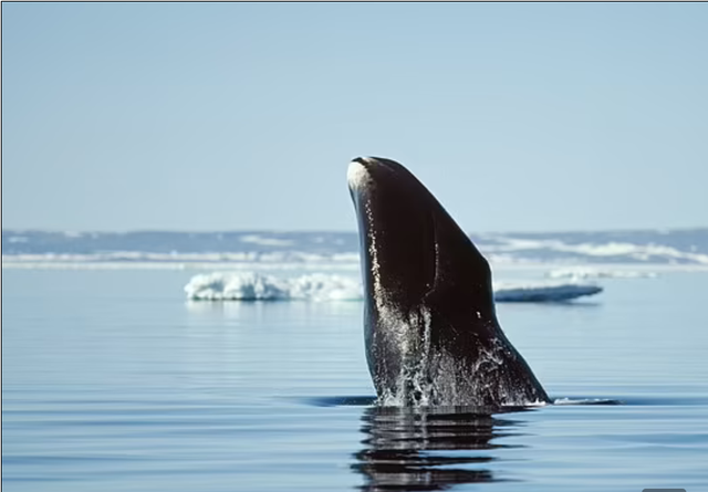 Cá voi Greenland rất có thể sinh sống cho tới 200 tuổi tác. Ảnh: Alamy