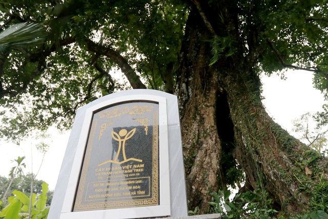Câu chuyện cây thị hơn 700 năm tuổi gắn với sự tích “cứu vua Lê Lợi”- Ảnh 11.