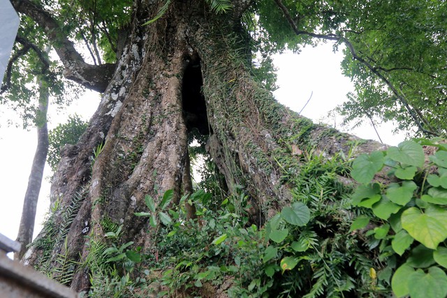 Câu chuyện cây thị hơn 700 năm tuổi gắn với sự tích “cứu vua Lê Lợi”- Ảnh 1.