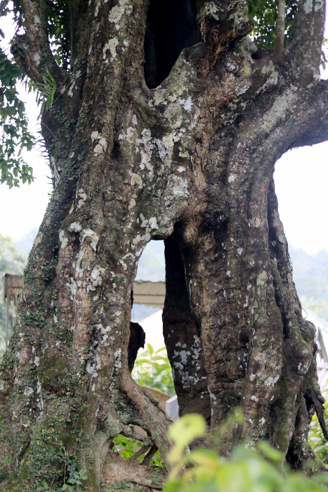 Câu chuyện cây thị hơn 700 năm tuổi gắn với sự tích “cứu vua Lê Lợi”- Ảnh 6.
