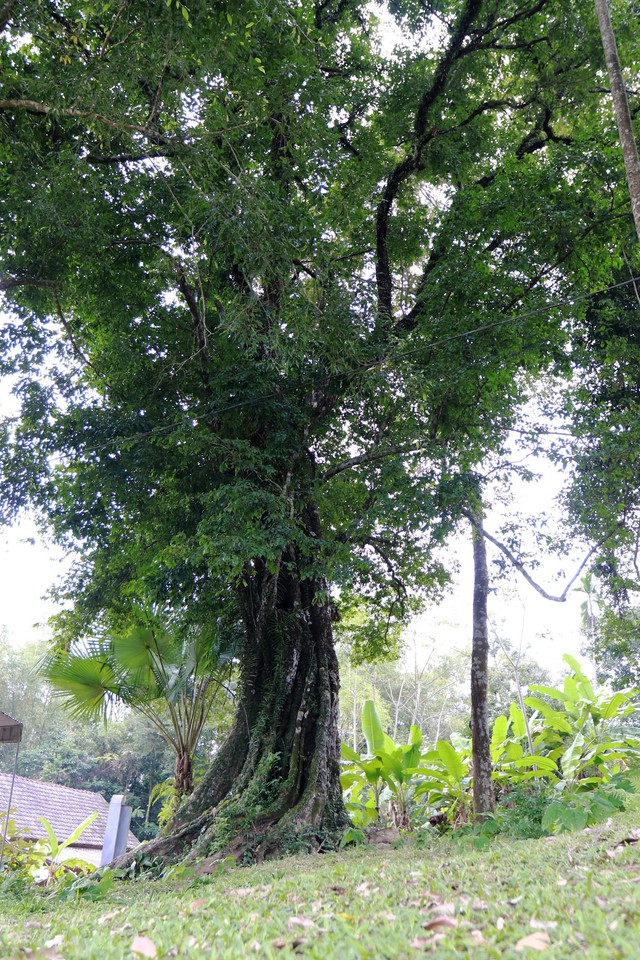 Câu chuyện cây thị hơn 700 năm tuổi gắn với sự tích “cứu vua Lê Lợi”- Ảnh 8.