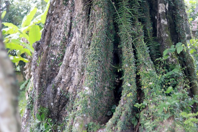 Câu chuyện cây thị hơn 700 năm tuổi gắn với sự tích “cứu vua Lê Lợi”- Ảnh 9.