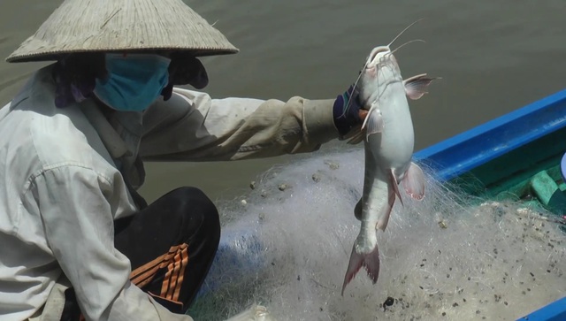 CLIP: Trải nghiệm bắt cá vồ chó trên sông ở Cà Mau- Ảnh 5.