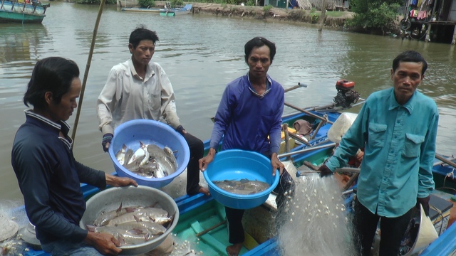 CLIP: Trải nghiệm bắt cá vồ chó trên sông ở Cà Mau- Ảnh 6.
