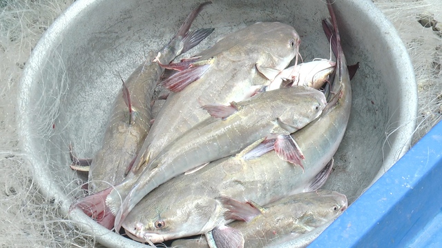 CLIP: Trải nghiệm bắt cá vồ chó trên sông ở Cà Mau- Ảnh 7.