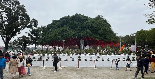 Bạn đã biết gì về cây sanh cổ thụ ở quảng trường Quốc học Huế?- Ảnh 3.