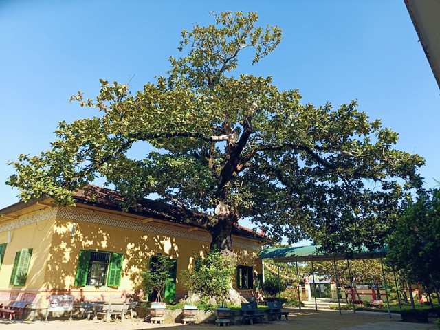 Bạn đã biết gì về cây sanh cổ thụ ở quảng trường Quốc học Huế?- Ảnh 6.