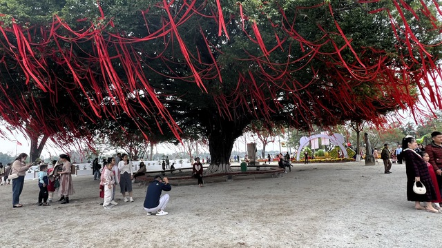 Bạn đã biết gì về cây sanh cổ thụ ở quảng trường Quốc học Huế?- Ảnh 4.