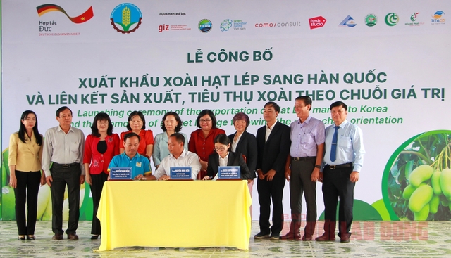 An Giang xuất khẩu lô xoài cát hạt lép đầu tiên sang Hàn Quốc- Ảnh 6.